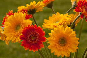 Gerbera hageblomster vokser vakkert i landet.