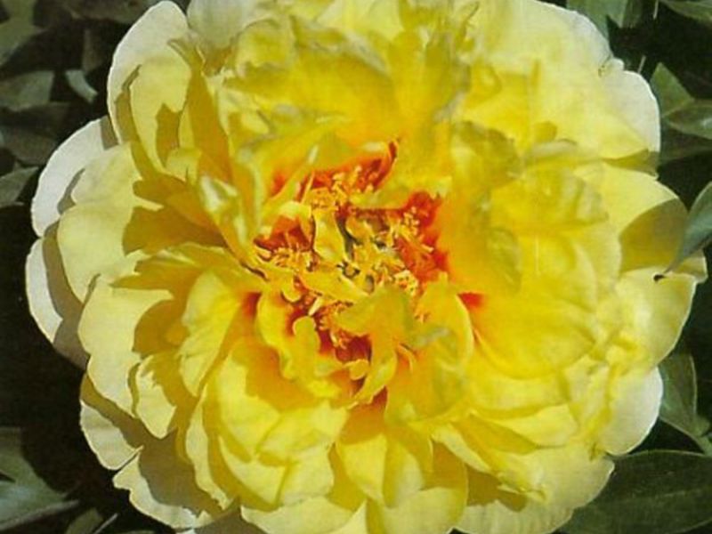 Cara merawat peony bartzell