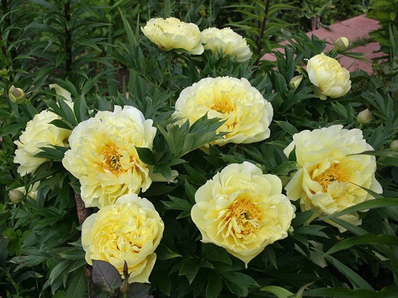 Un fiore di una piacevole tonalità giallo chiaro