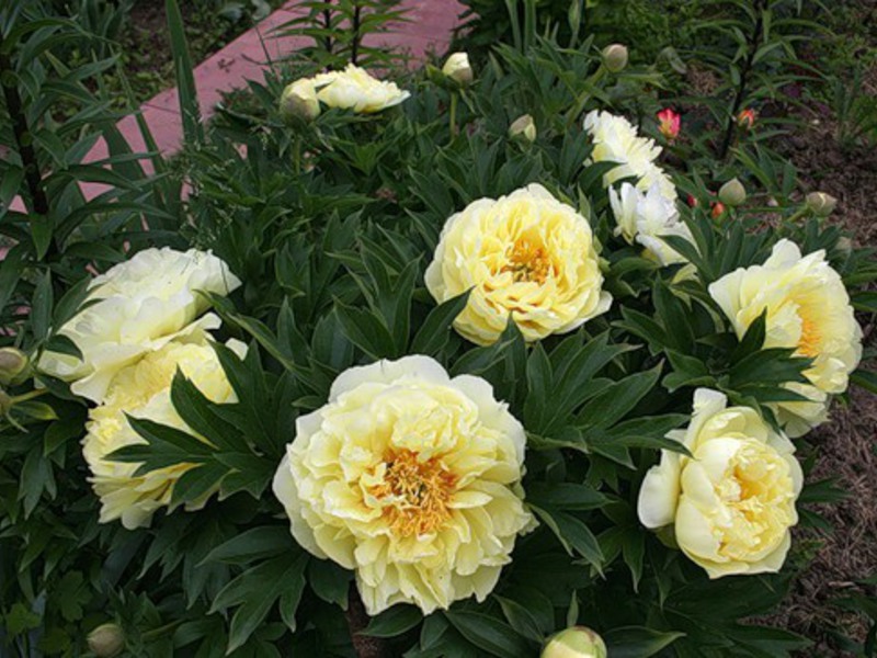 Belle peonie gialle