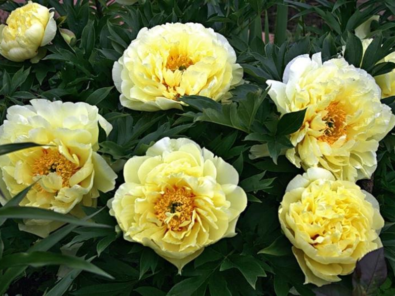 Peony bartzella