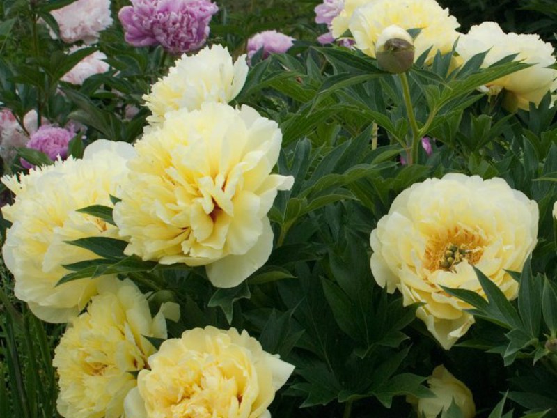 Peonia bartzella