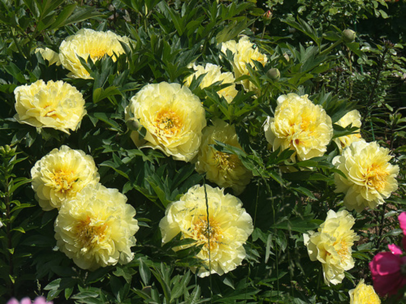 Pivoines jaunes