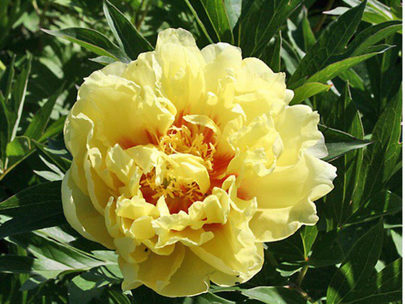 Característiques de la varietat Peony