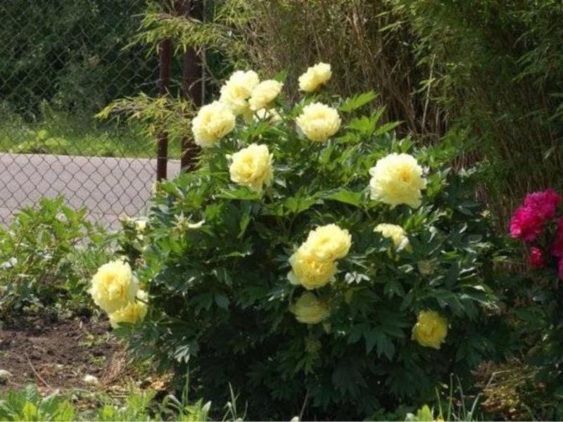 O floare de un ton galben deschis plăcut