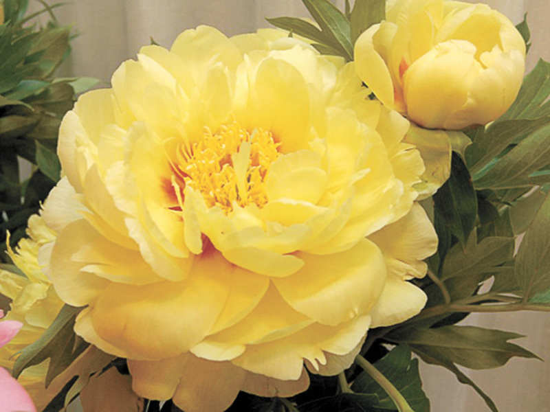 Varieties and types of peonies