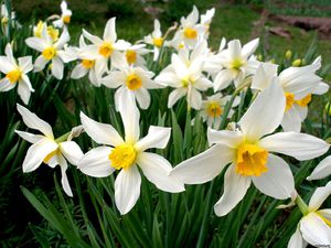 Flor graciosa de narciso