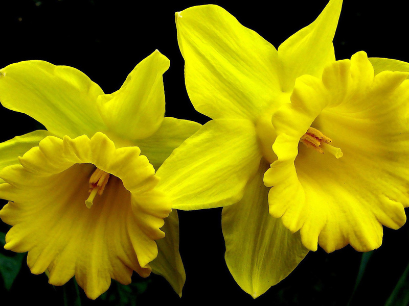 Maneiras de cultivar narcisos