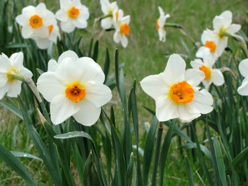 Plantar e cuidar de narcisos