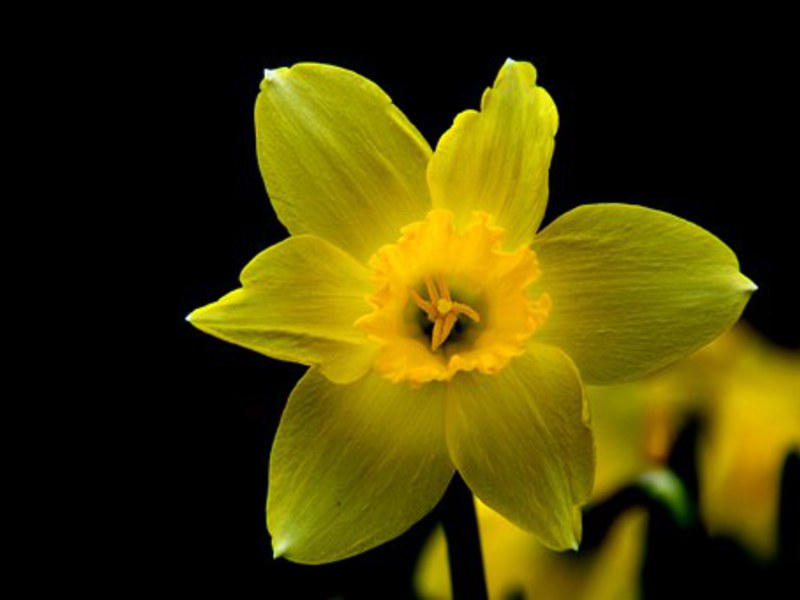 Narciso de flor de jardim