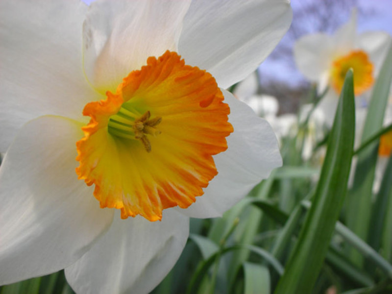 Daffodil na bulaklak