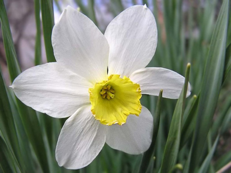 Flor de narciso amarillo