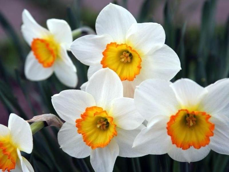 Daffodil percambahan