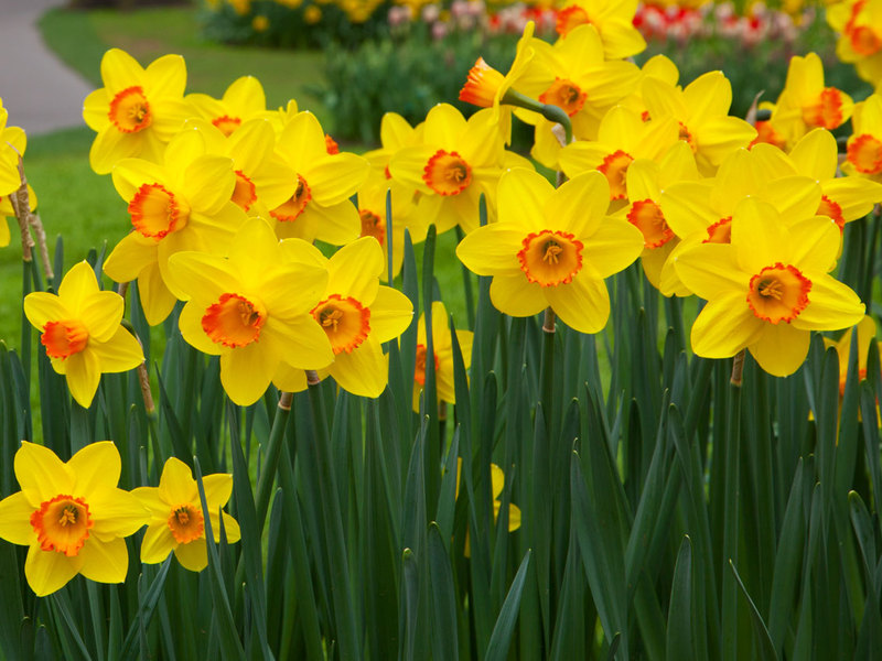 Como cultivar narcisos