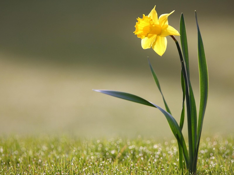 Plantar y cuidar narcisos