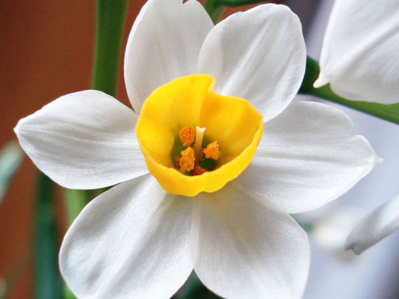 Daffodil đa dạng