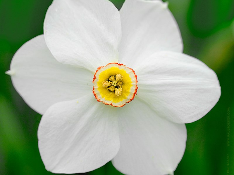 Koje su boje narcisi