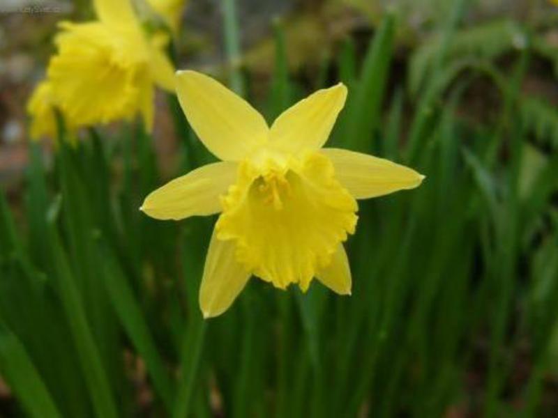 Cuidados com narcisos