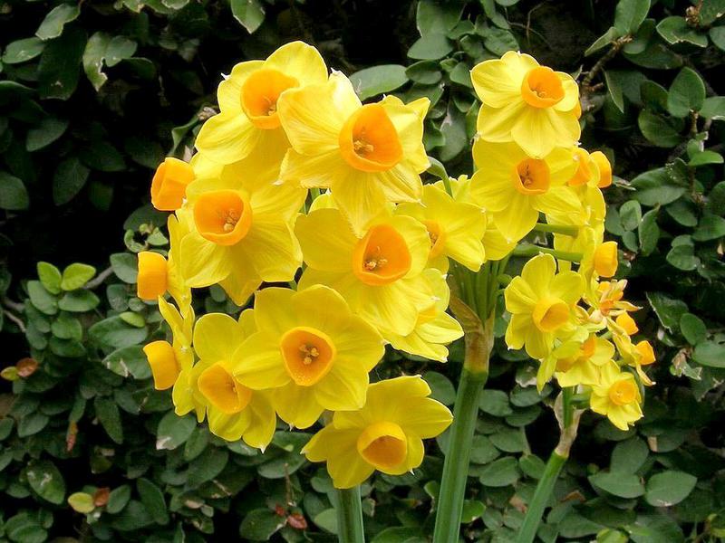 Quand les jonquilles fleurissent