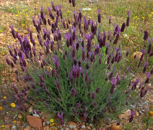 Lavendel pflanzen und pflegen