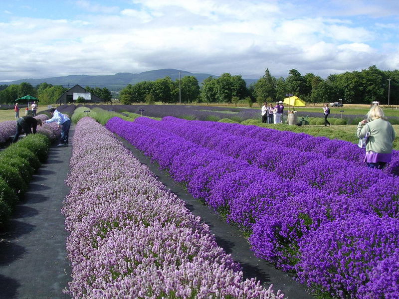 Manieren om lavendel te verspreiden