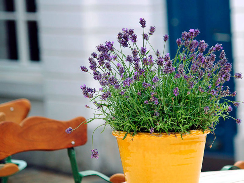 Lavanda de fazenda