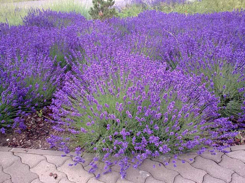 Cuidado de lavanda