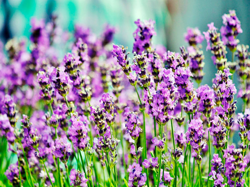 Tuin lavendel