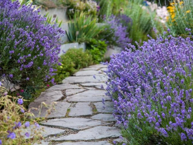 Cum arată lavanda?