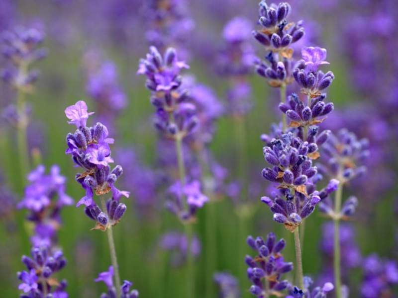 Como a lavanda é usada