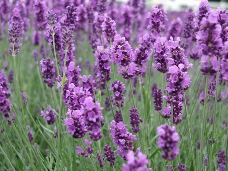 Cuidado de lavanda