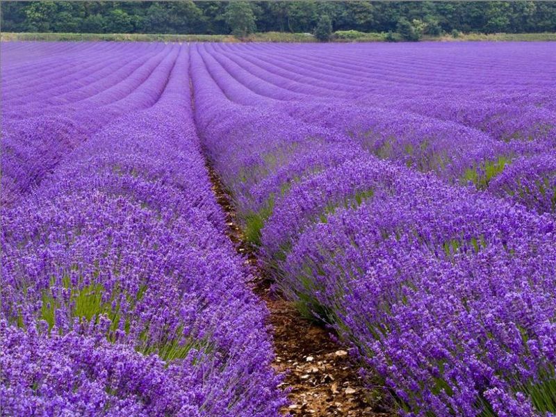 Wachsender aromatischer Lavendel