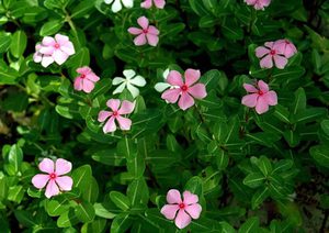 Reguli de plantare a perwinkle