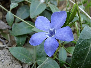 Bruk av periwinkle-planten