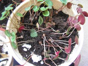 Frøplanter af cyclamens