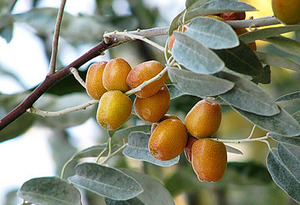 Planta de folhas estreitas de ganso