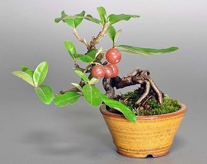 Como fazer crescer uma planta idiota