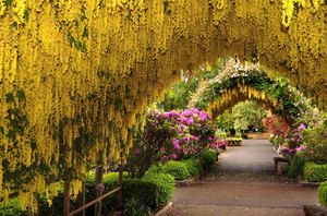 Túnel de feijão amarelo