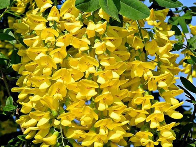 Ramo di fagioli in fiore