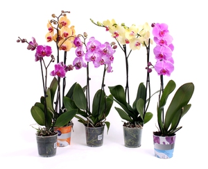 A Phalaenopsis házi készítésű orchidea eladó egy boltban.