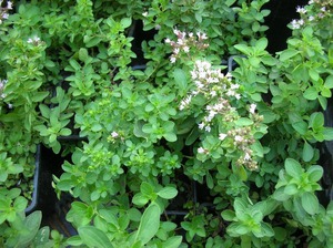 Oregano kwitnie małymi kwiatami, ale w okresie kwitnienia aromat znacznie się zwiększa.