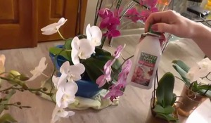 Orchid feeding should be regular.