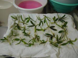 Secagem de mudas de orquídeas - reprodução de flores em casa.