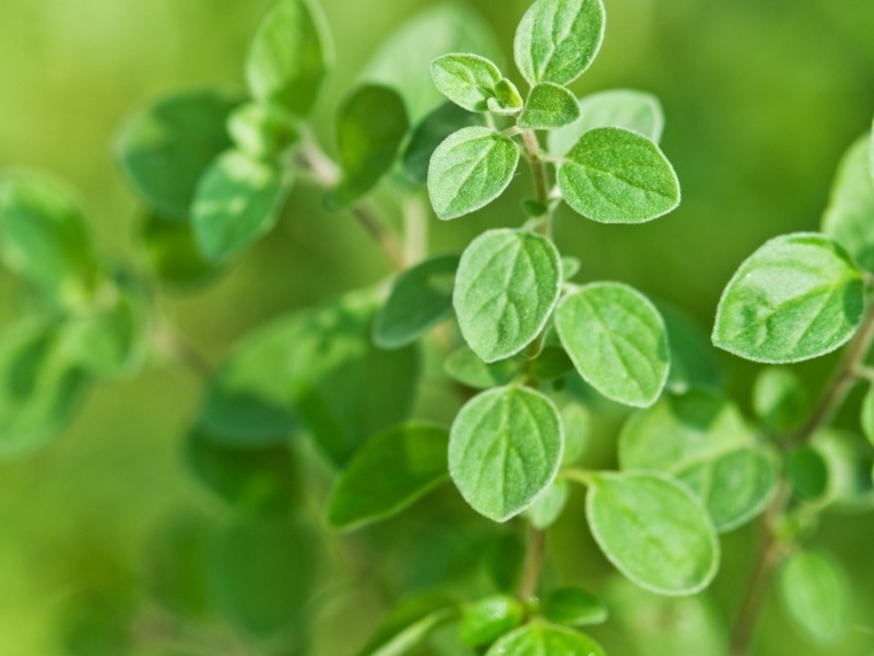 Fresh oregano can be used as a seasoning, or can be harvested and dried for the winter.