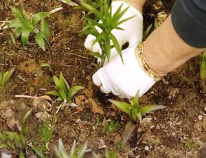 Piantiamo gigli nel terreno in primavera: le regole.