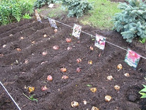 Pflanzschema der Gartenlilie - Abstand zwischen den Zwiebeln