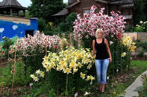 Trädgårdsliljor blommar mycket vackert i trädgården.