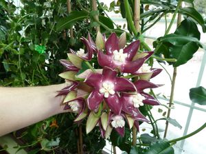 Цъфтящ домашен сорт бръшлян Hoya imperialis Lindl