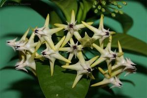 Hoya multiflora namų gebenė parodyta nuotraukoje.