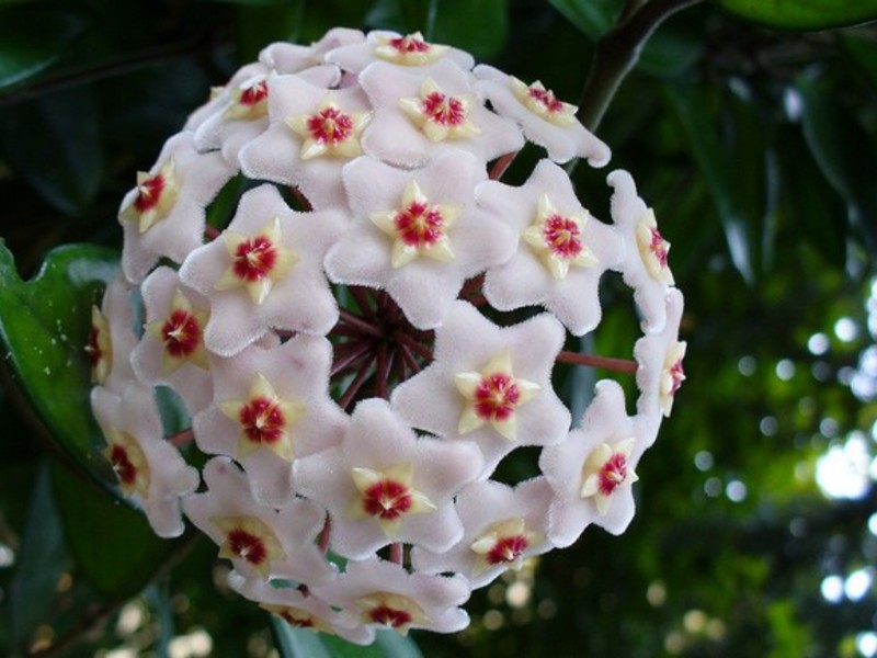 Wax ivy inflorescences - Namumulaklak si Hoya.